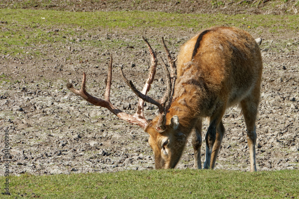 Obraz premium Pere David's deer, a large male specimen with growing horns.