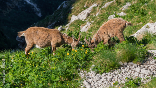 Alpine Ibex in the Julian Alps