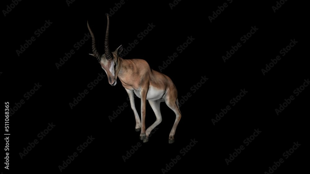 Gazelle Back Kick Front Side View animation.Full HD 1920×1080.05 Second ...