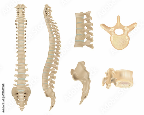 Anatomy of Vertebral column and vertebrae. Human spine vertebral bones. Detailed medical illustration. Skeletal system photo