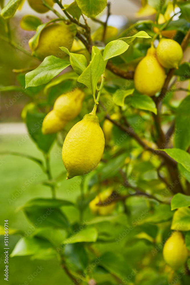 
Beautiful lemon tree with ripe fruit.