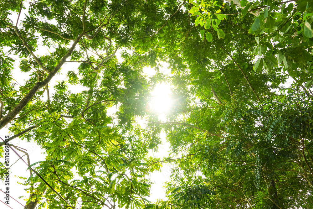 Obraz premium Tree in the forest, bottom view.