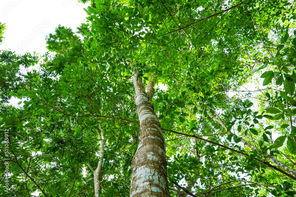 Fototapeta premium Tree in the forest, bottom view.