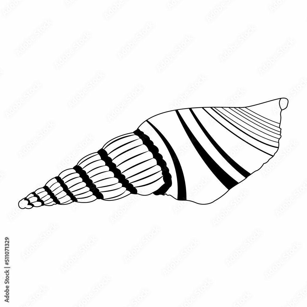 Vector image of a shell in doodle style. Isolated illustration of a shell in black and white Vector image of a shell in doodle style. Isolated illustration of a shell in black and white