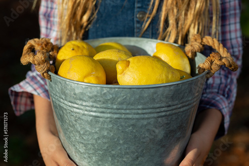 Girl with bucket of lemons in orchard photo