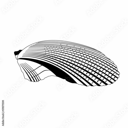Vector image of a shell in doodle style. Isolated illustration of a shell in black and white