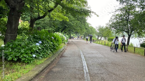 The hydrangea and the park passage beside a pond, rainy season raining Tokyo Japan year 2022 June 14th