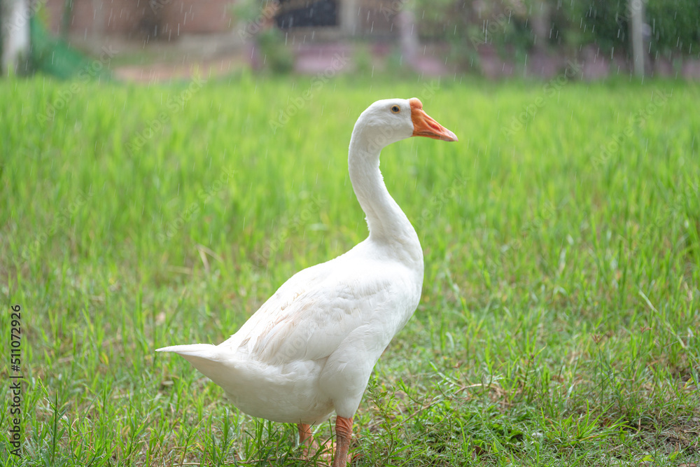 The yellow gosling walked to the grass, and the light shone from behind. The yellow gosling walked to the grass, and the light shone from behind.