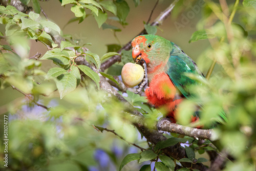 King Parrot Eating a Plum photo