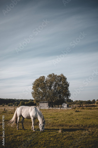 Beautiful white horse grazing on field in summer day © Yurii Kushniruk