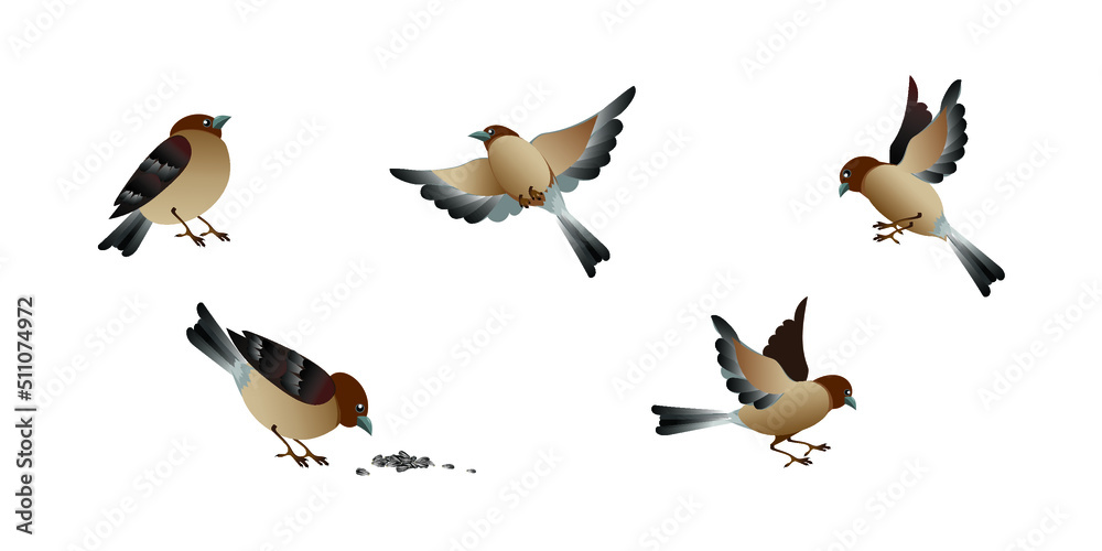 Obraz premium Cartoon bird sparrows in different poses set isolated on white background. Vector illustrations collection.