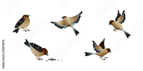 Cartoon bird sparrows in different poses set isolated on white background. Vector illustrations collection.