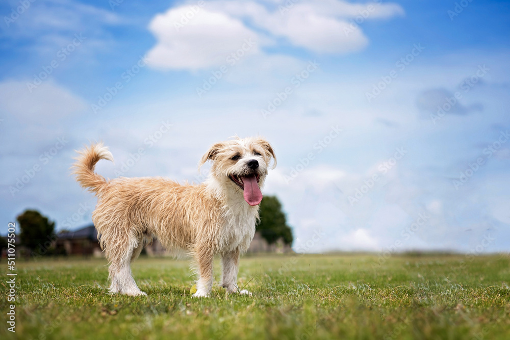 Dog at the Park