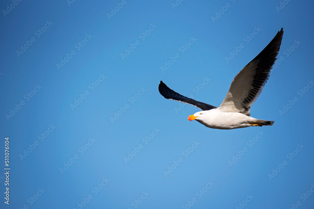 Obraz premium Pacific Gull in flight