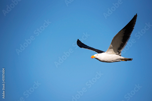 Pacific Gull in flight