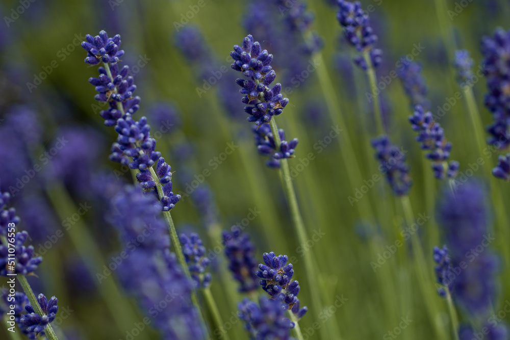Fototapeta premium Lavendel