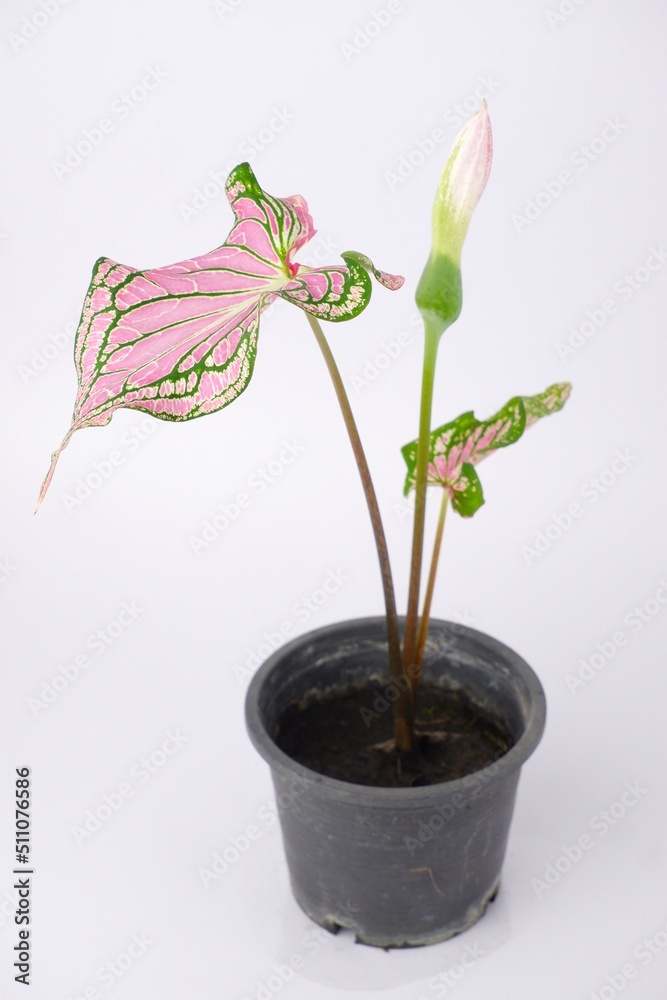Naklejka premium Caladium Bicolor,Candinum,vent angel wings,araceae,caladium,elephant ear, colocasia esculenta,pink flowers and pink leaves heart shape isolated on white background