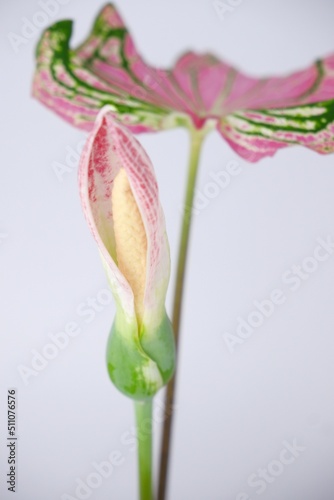Caladium Bicolor,Candinum,vent angel wings,araceae,caladium,elephant ear, colocasia esculenta,pink flowers and pink leaves heart shape isolated on white background
