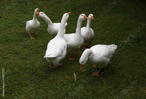 Six cackling white geese discussing the news of the day