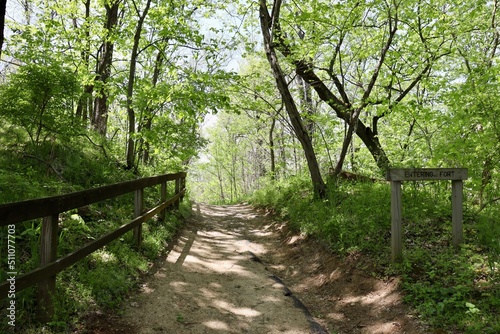 The trail up the slope in the forest on a sunny day.