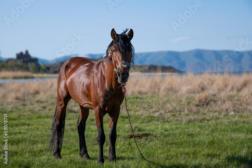 Beautiful brown horse in the green field. © Karo