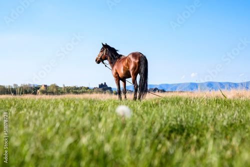 Beautiful brown horse in the green field.