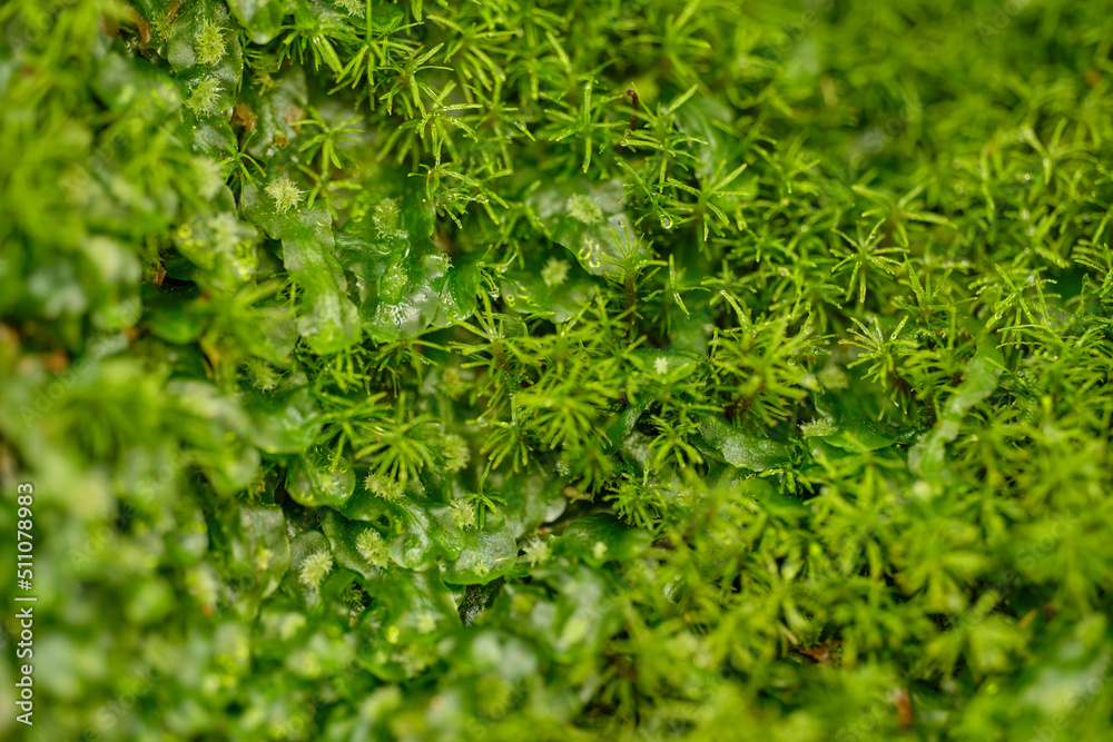 Bank Haircap Moss Polytrichum formosum green background Bank Haircap Moss Polytrichum formosum green background