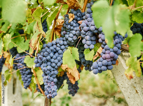 Barbera Grapes In Piedmont photo