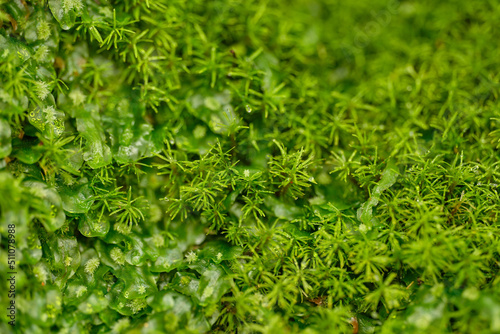 Bank Haircap Moss Polytrichum formosum green background