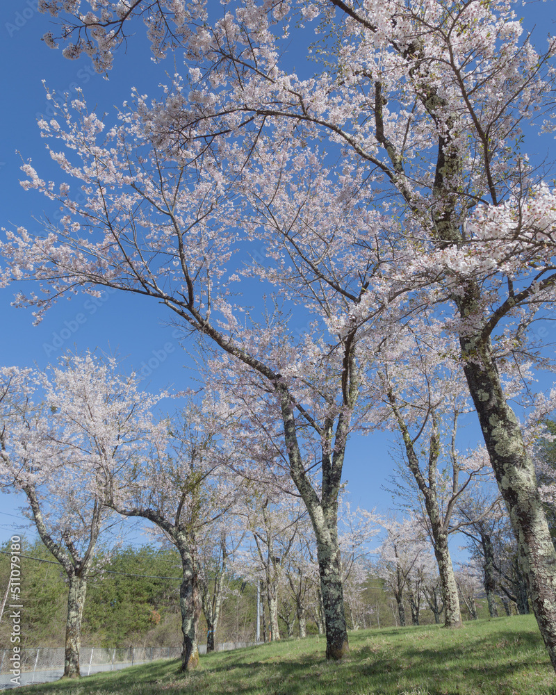 長野　車山高原　ハイキング