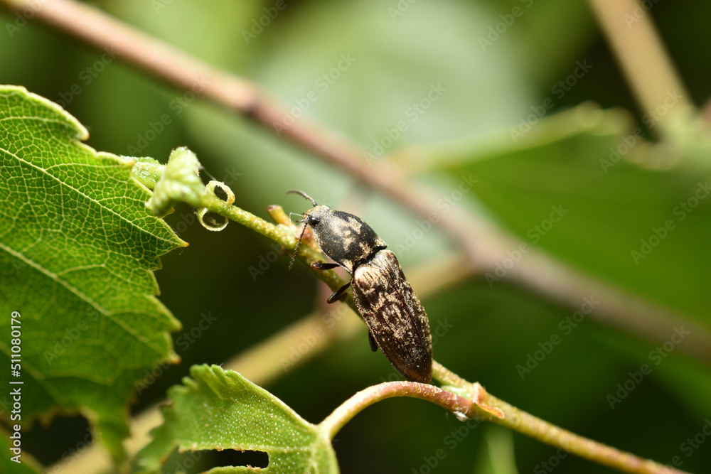 Close-up of a common ground beetle. Close-up of a common ground beetle.