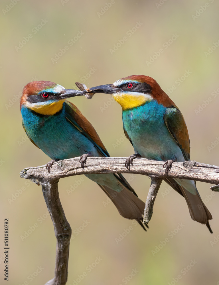 Fototapeta premium European bee-eater, Merops apiaster. The male gives the female a gift