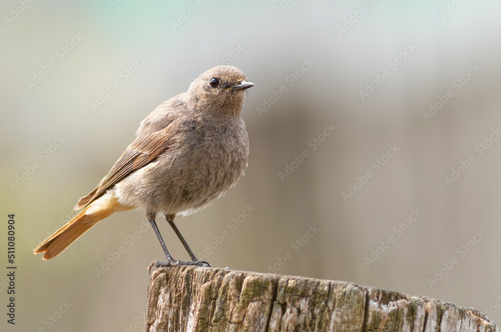 Black redstart, Phoenicurus ochruros. A bird stands on an old stump