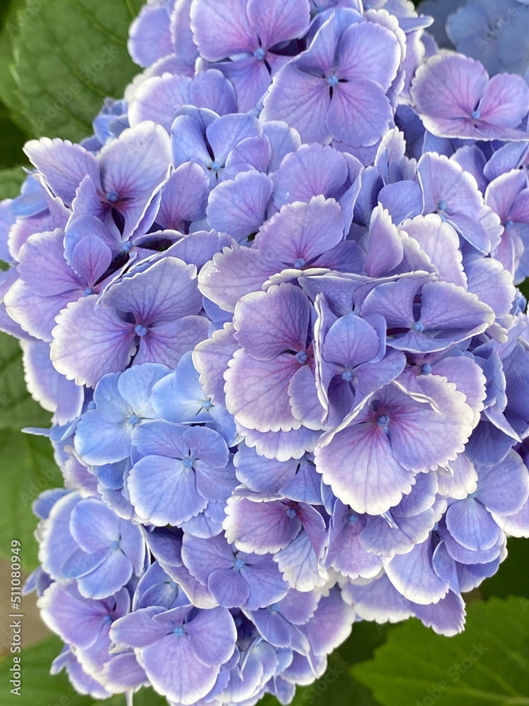 Beautiful summer Hydrangea blossom, vibrant lilac petals with white hems like lace, earth beauty gifts for our eyes healing, street of central Tokyo Japan, year 2022 June 15th Beautiful summer Hydrangea blossom, vibrant lilac petals with white hems like lace, earth beauty gifts for our eyes healing, street of central Tokyo Japan, year 2022 June 15th