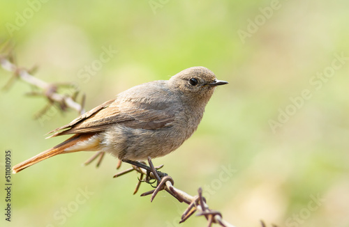 Black redstart, Phoenicurus ochruros. A bird sits on barbed wire
