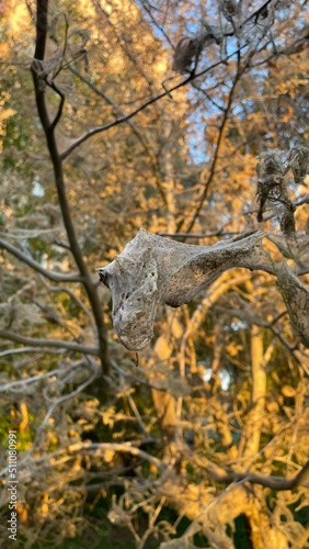 squirrel on a branch