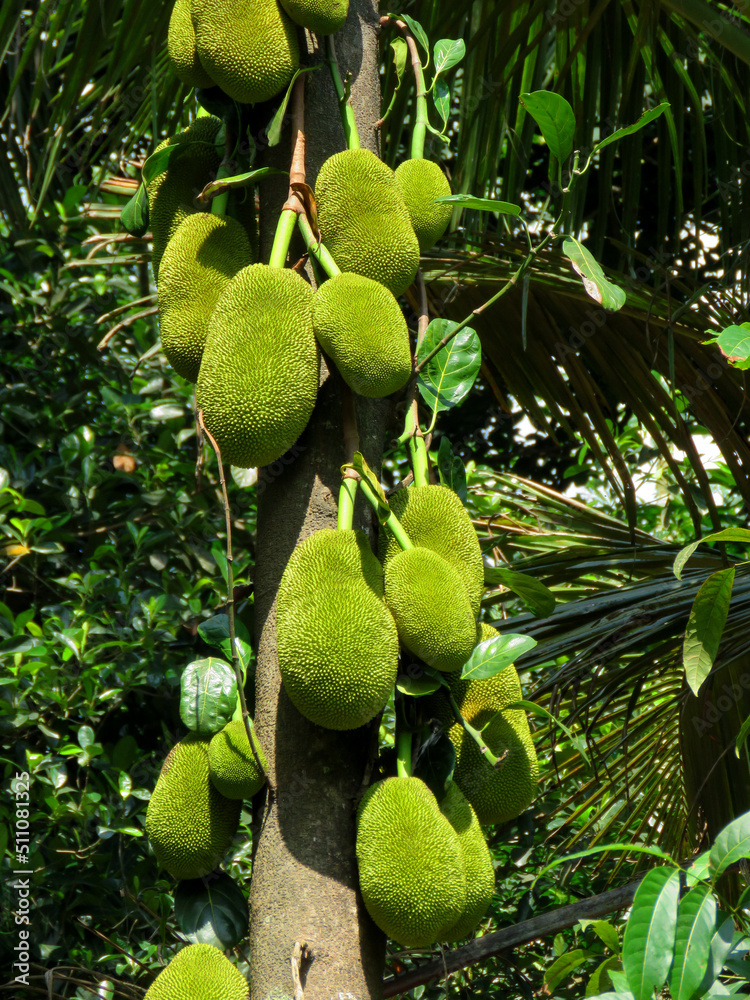 Jack fruit tree, a bunch of Jack fruits in a tree. Green Tropical fruits in the tree. Jack fruit tree, a bunch of Jack fruits in a tree. Green Tropical fruits in the tree.