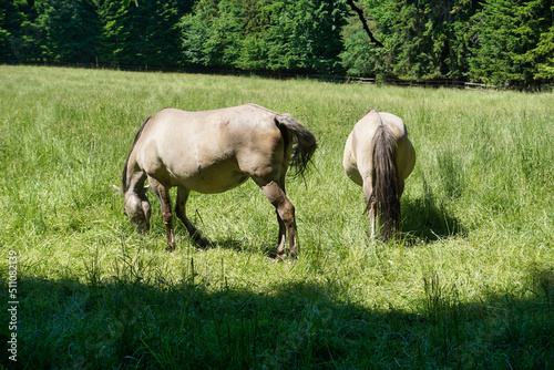 Polish Konik - two brown horses © PX Media