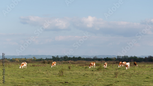 Cattle graze on pasture in spring, herd of domestic cows on sunlit plainfield and big clouds in sky, rural landscape