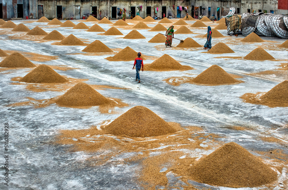 Workers working in small rice mill. Rice, paddy grain drying in sun ...