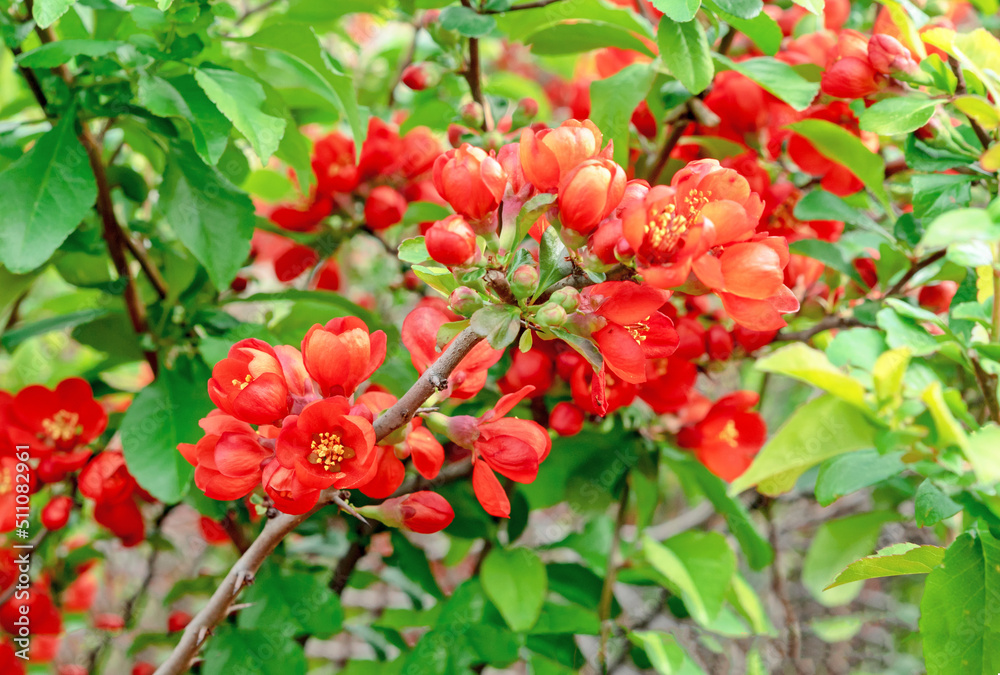 Japanese quince flowers on a branch. Red-orange inflorescences of chaenomeles.