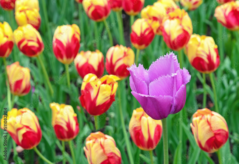 Purple terry tulip on the background of yellow-red tulips. Blooming Gesner's tulips.