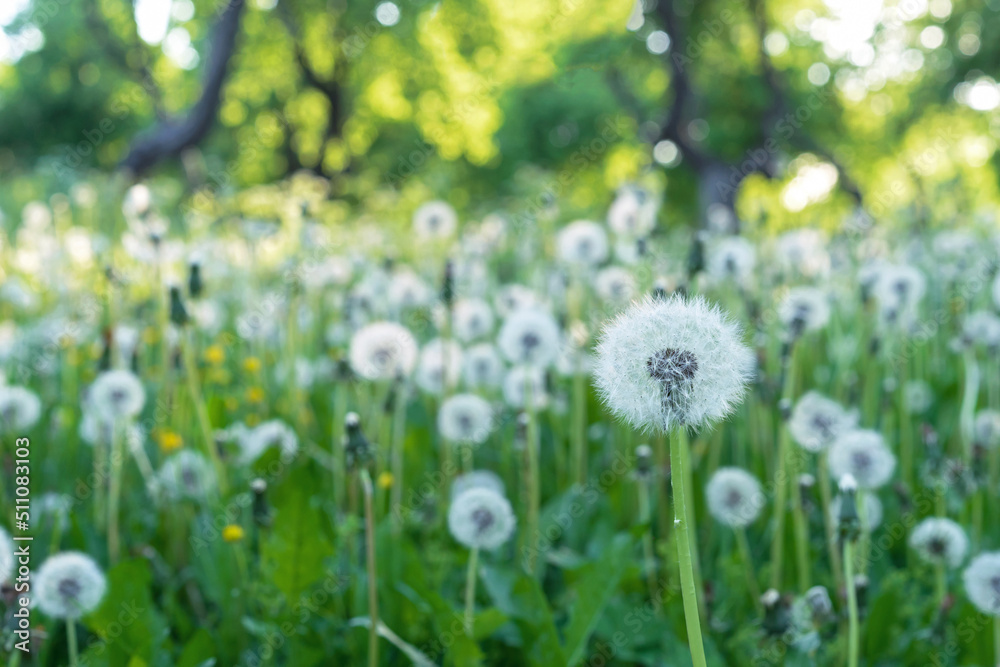 Glade with white and fluffy dandelions. Dandelion field. Glade with white and fluffy dandelions. Dandelion field.