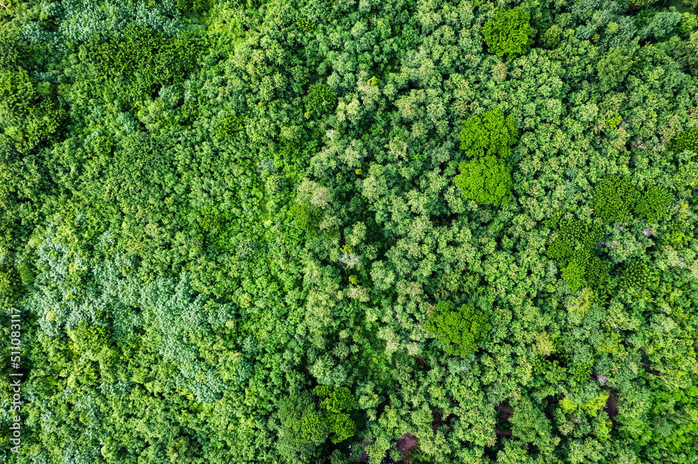 Aerial view of forestry green perennial tree in tropical rainforest. Carbon footprint and decarbonisation - obrazy, fototapety, plakaty 