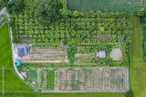 Top view of agroforestry row of mixed plant and fruit plantation in cultivated land at countryside. Agribusiness, Sustainable farming photo