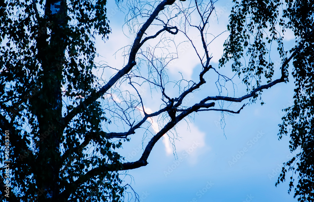 Tree branches on blue sky background. Tree branches on blue sky background.