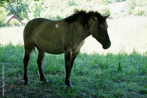 Polish Konik - brown pony standing on pasture
