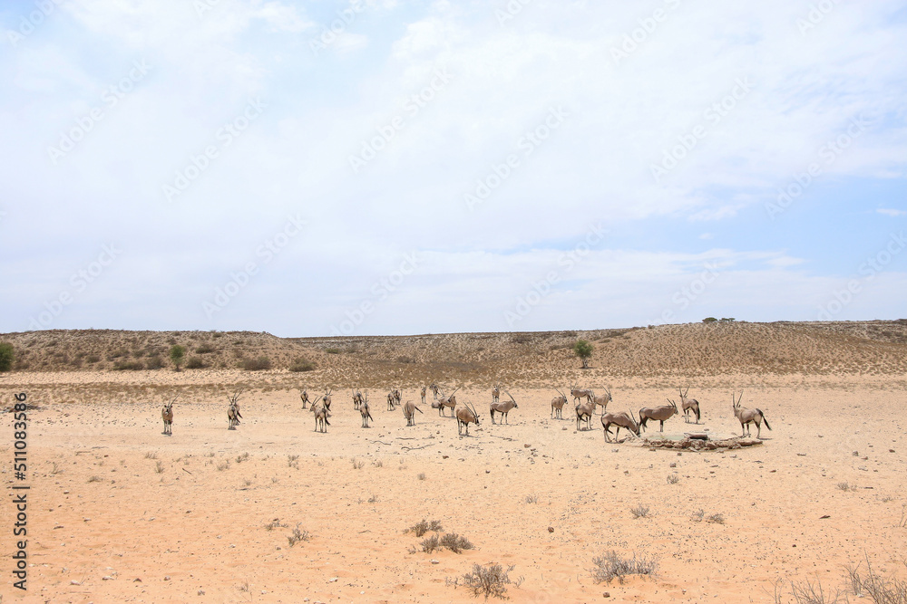 Gemsbok or South African Oryx, Kgalagadi Gemsbok or South African Oryx, Kgalagadi