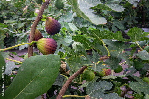 organic fig production