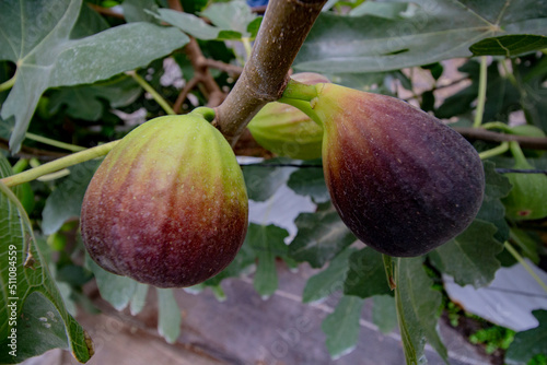 bunches of two organic figs